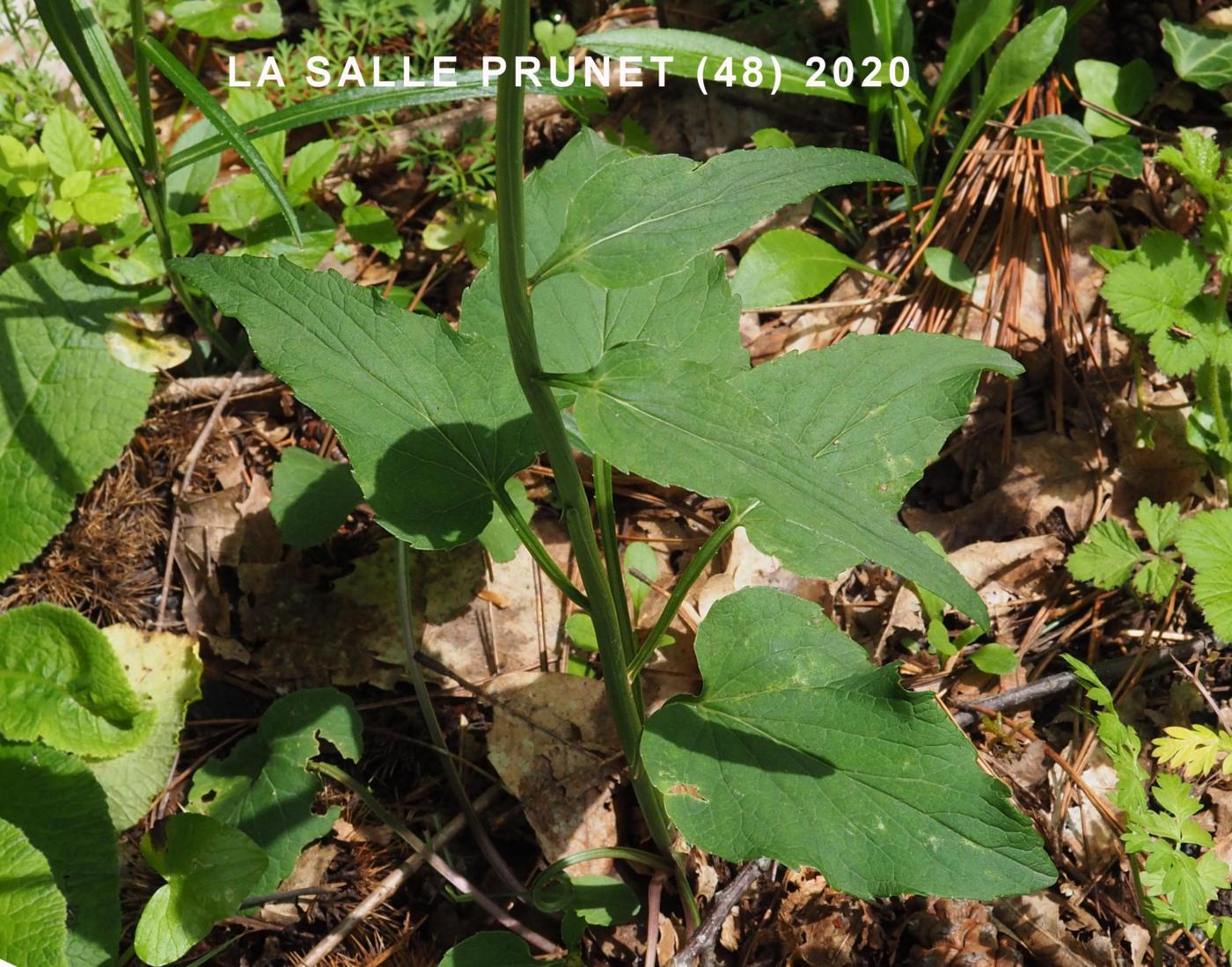 Rampion, Spiked leaf